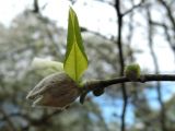 Magnolia salicifolia. Бутон и лист. Латвия, Рига, Ботанический сад Латвийского университета, экспозиция магнолий (участок 1). 05.05.2015.