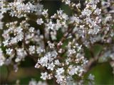 Valeriana officinalis. Часть соцветия с кормящейся мухой. Ленинградская обл., Ломоносовский р-н, долина р. Шингарка, берег ручья. 09.08.2015.