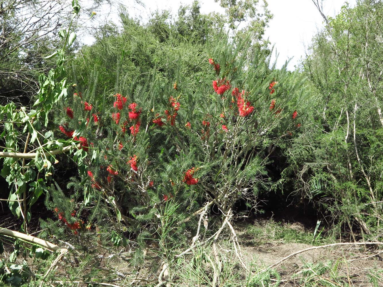 Изображение особи Calothamnus villosus.