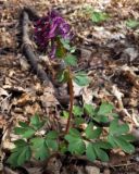 Corydalis solida