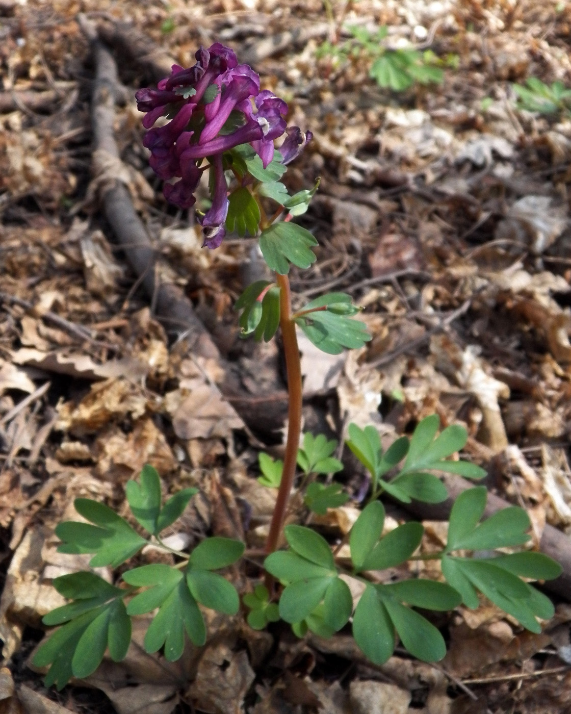 Image of Corydalis solida specimen.