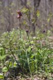 Fritillaria ruthenica