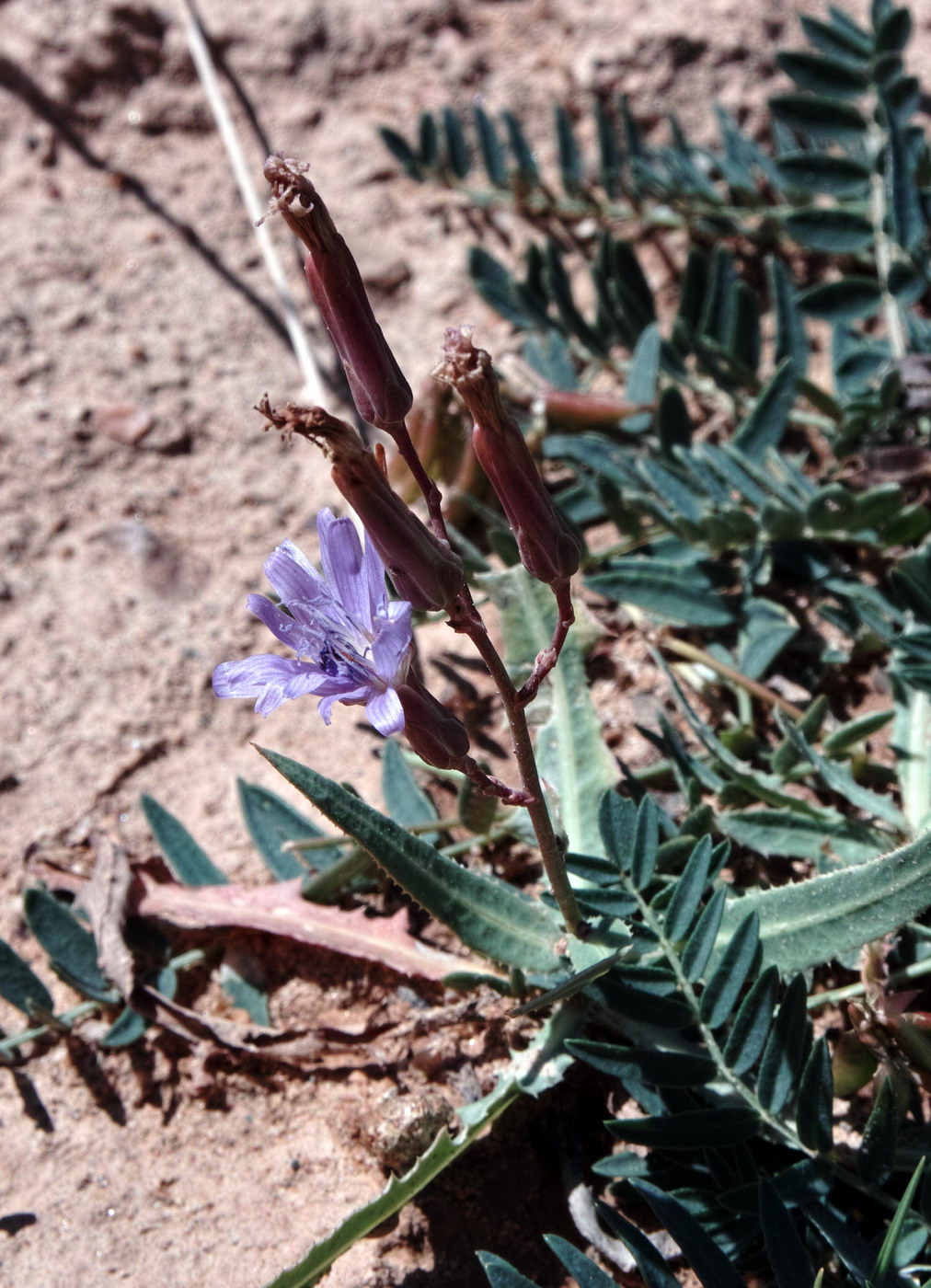 Image of Lactuca tatarica specimen.