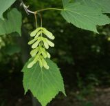 Acer tegmentosum. Побег с молодыми плодами. Санкт-Петербург, парк БИН РАН. 23.06.2008.