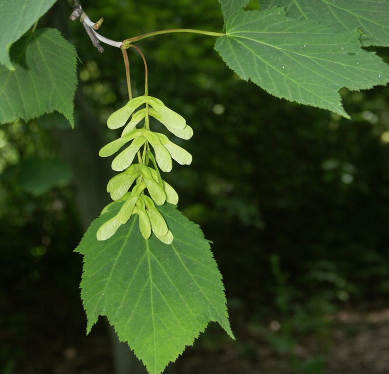 Image of Acer tegmentosum specimen.