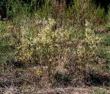genus Salix