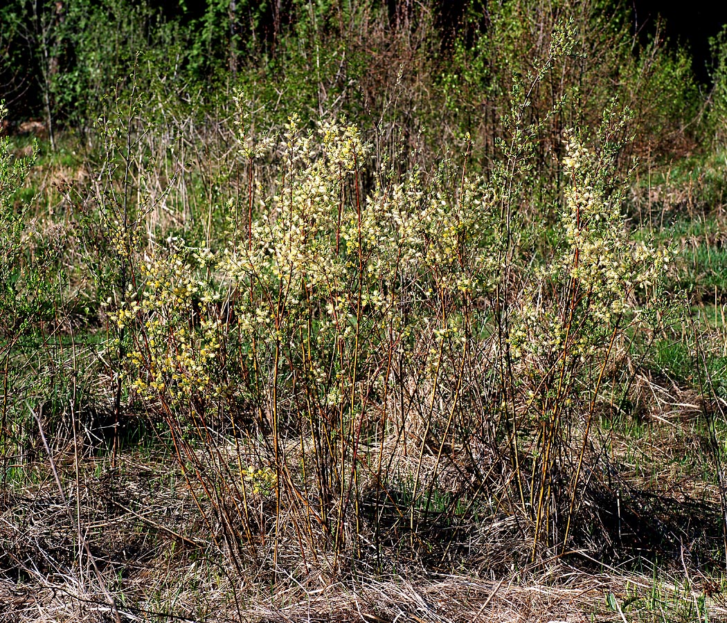 Image of genus Salix specimen.