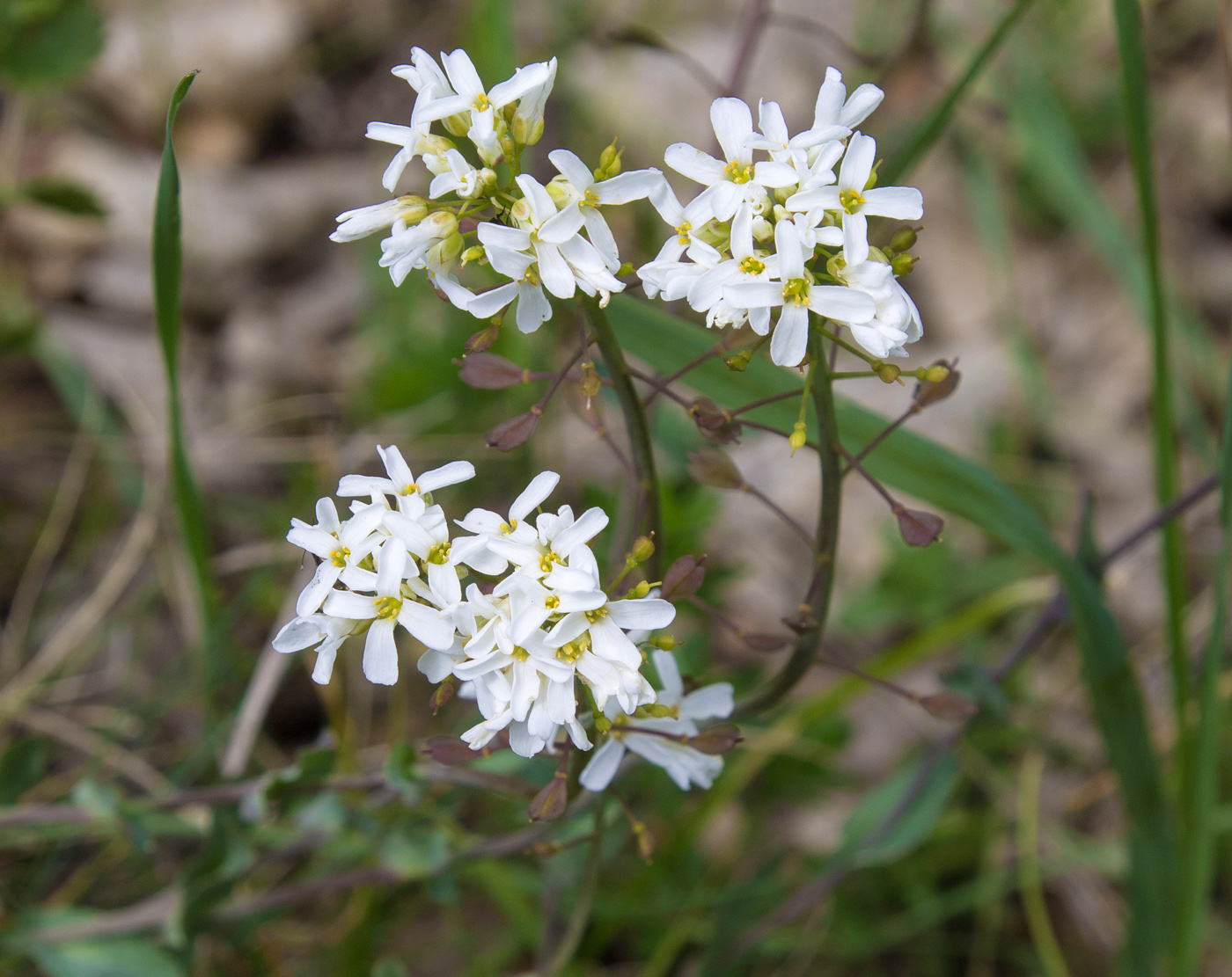 Изображение особи Noccaea macrantha.