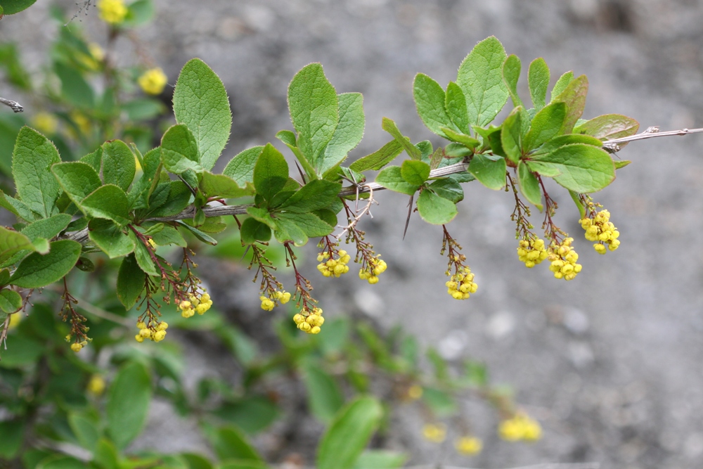 Изображение особи Berberis amurensis.