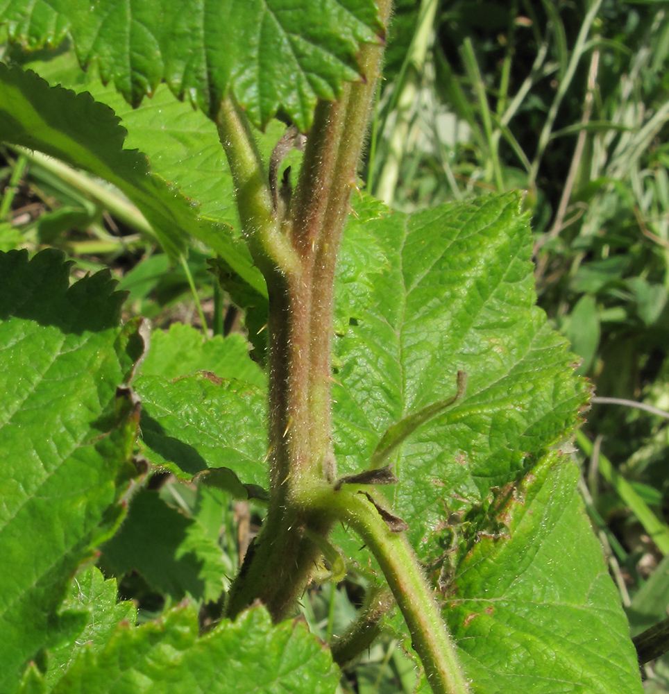Image of Rubus canescens specimen.