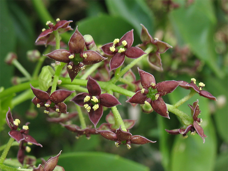 Image of Aucuba japonica specimen.