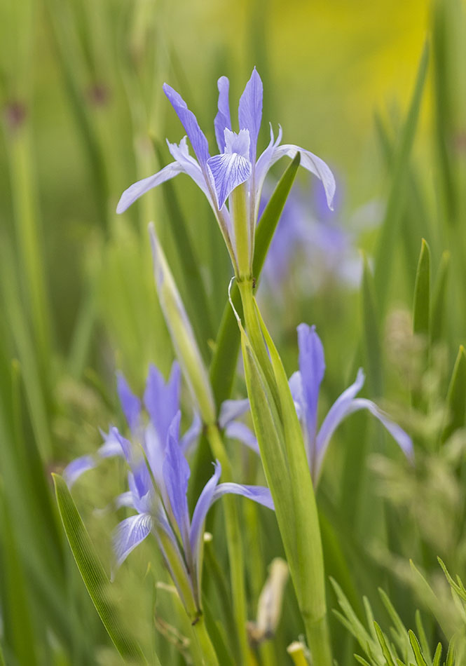 Image of Iris oxypetala specimen.