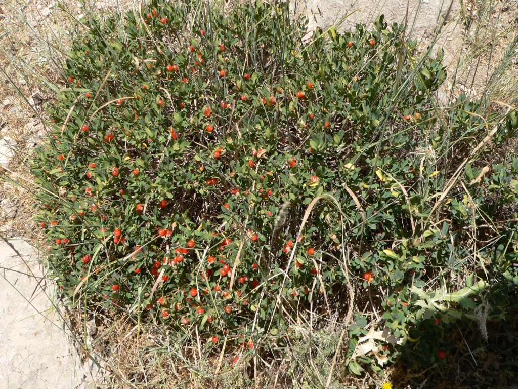 Image of Daphne kurdica specimen.