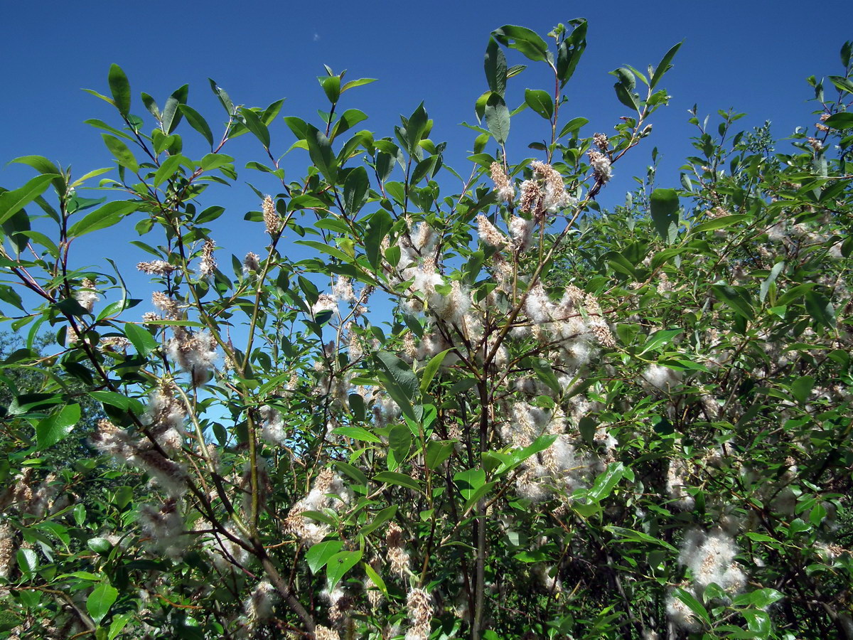 Image of Salix phylicifolia specimen.