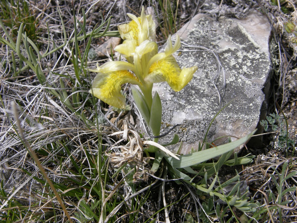 Image of Iris bloudowii specimen.
