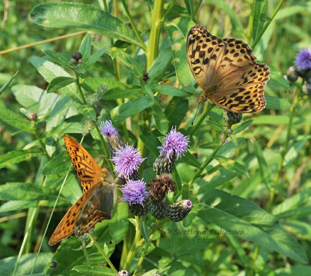 Image of Cirsium setosum specimen.