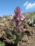 Pedicularis violascens