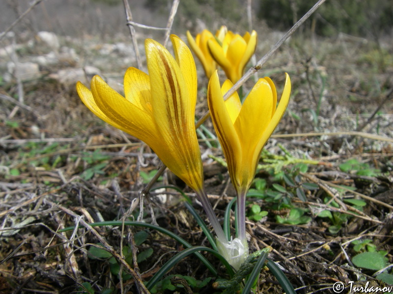 Изображение особи Crocus angustifolius.