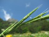 Brachypodium sylvaticum