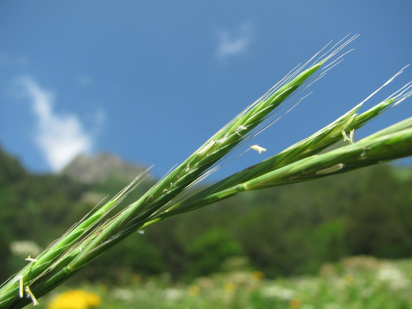 Image of Brachypodium sylvaticum specimen.