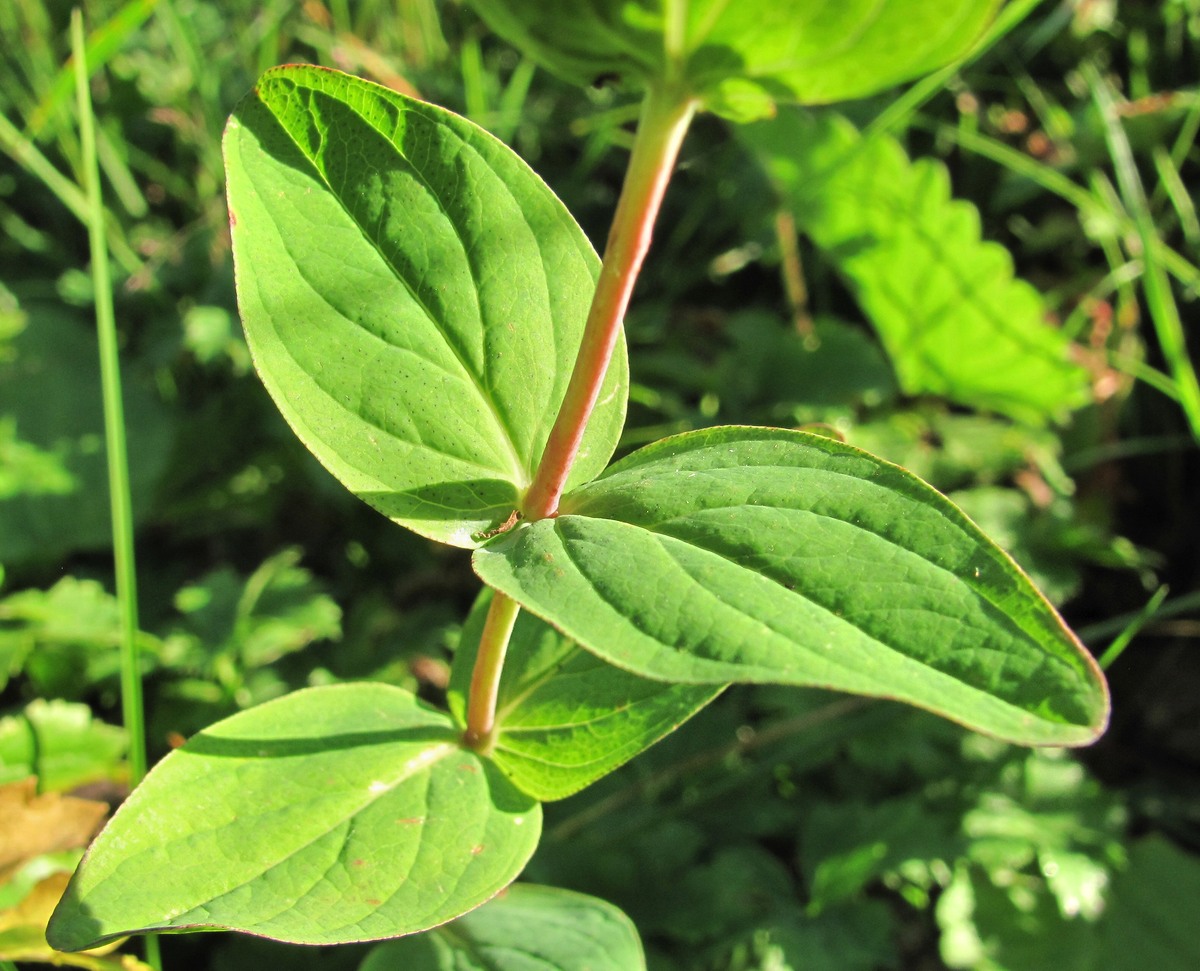 Изображение особи Hypericum bithynicum.