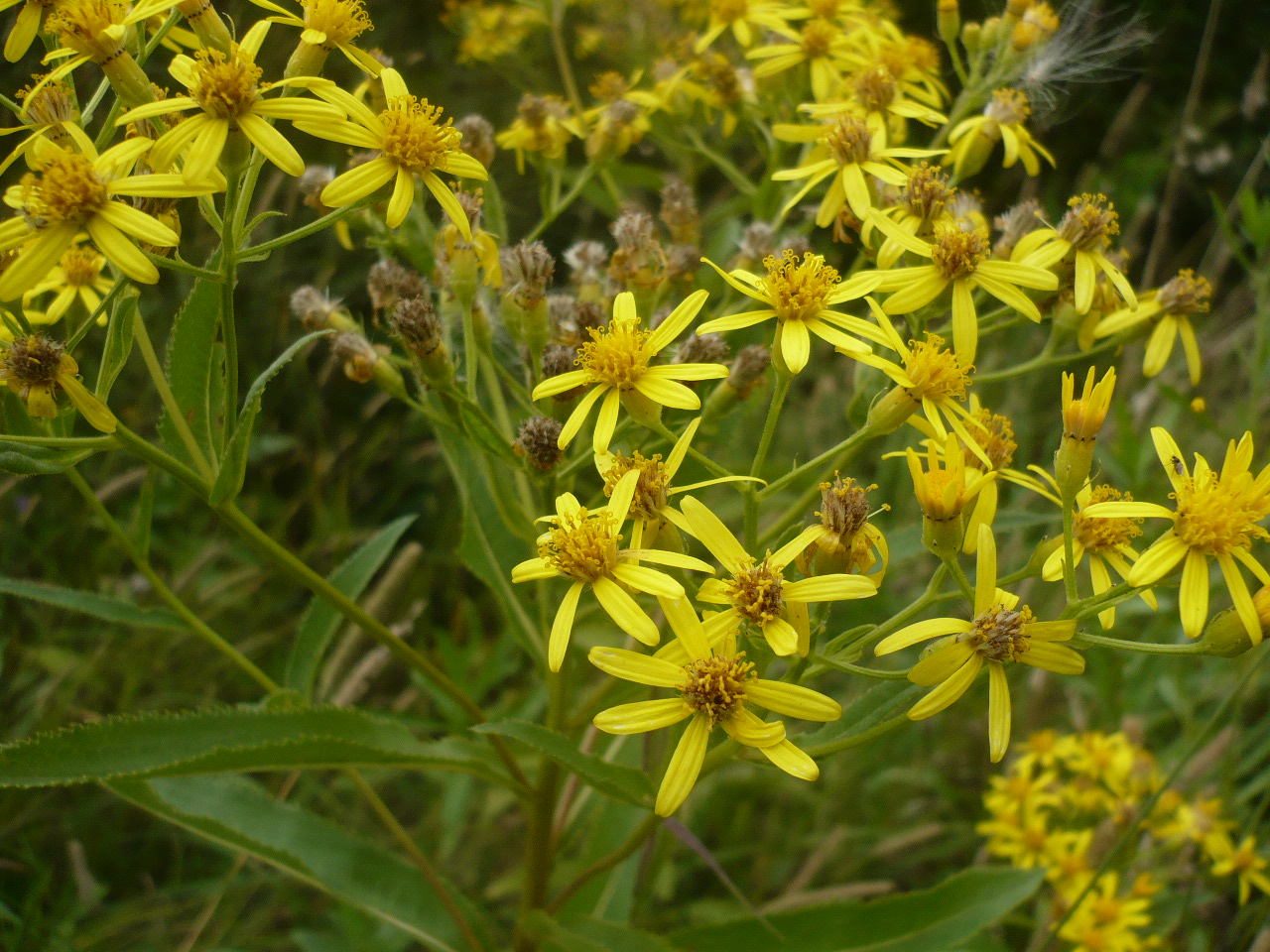 Image of Senecio sarracenicus specimen.