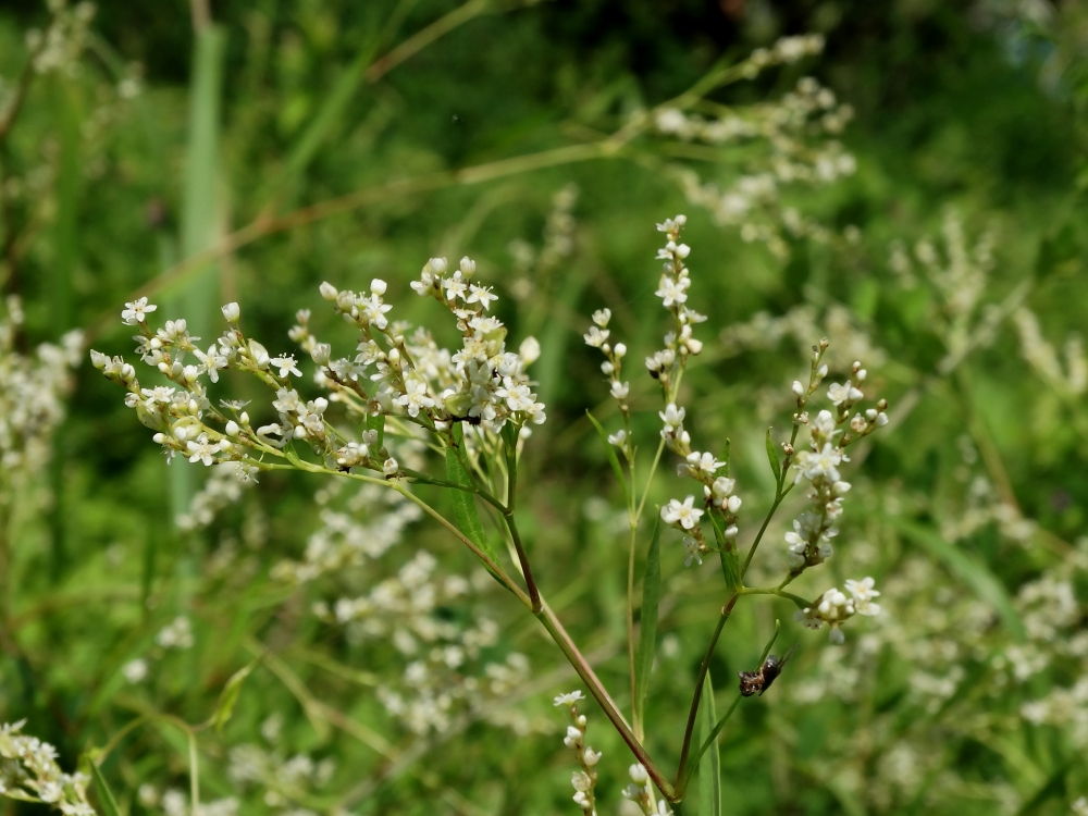 Изображение особи Aconogonon divaricatum.