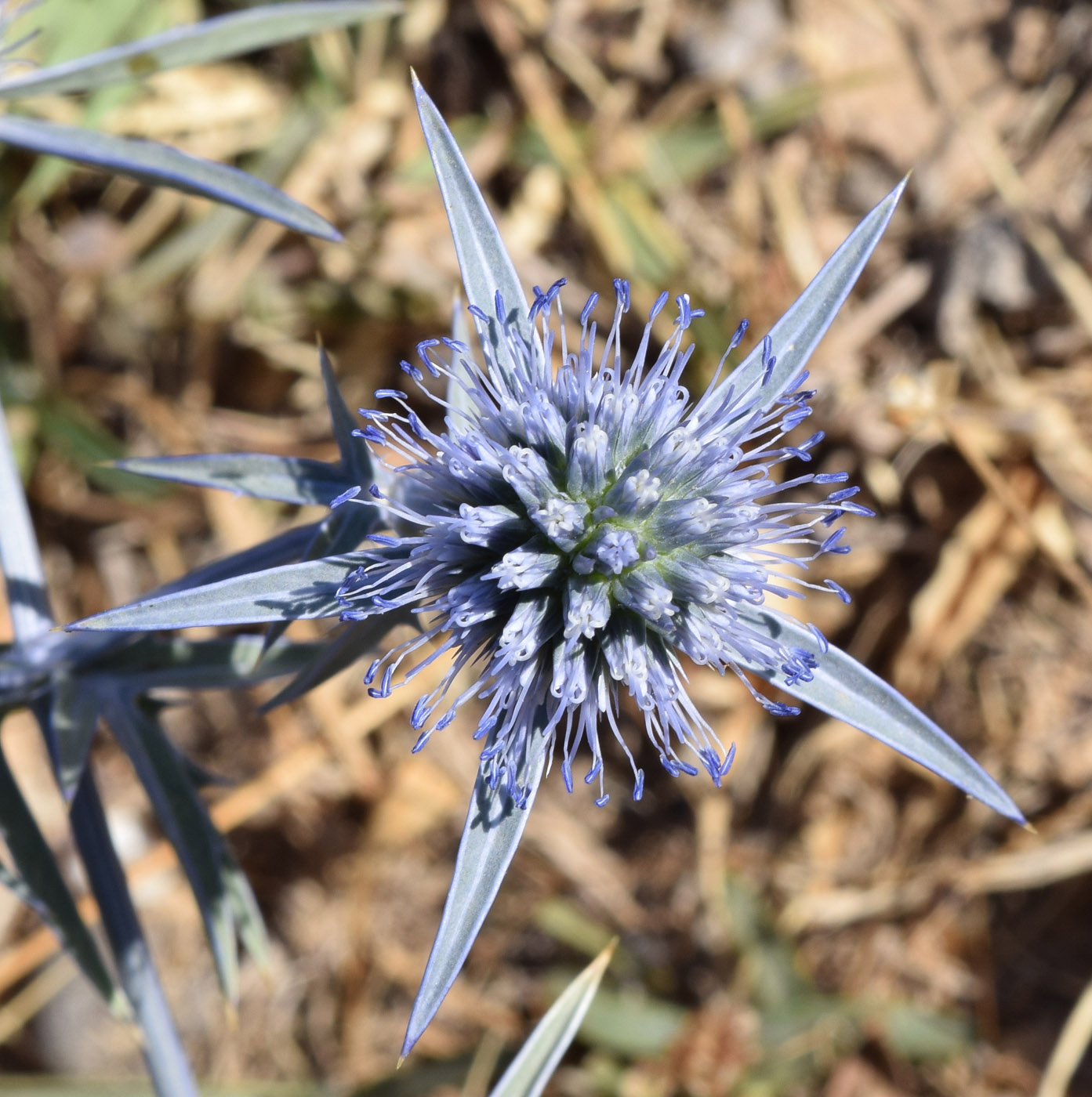 Image of Eryngium caeruleum specimen.