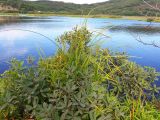 Myrica tomentosa. Плодоносящее растение. Камчатский край, Петропавловск-Камчатский городской округ, пос. Завойко, бухта Малая Лагерная, вблизи от озера Лагерного, по берегу временного водоёма. 15.08.2016.