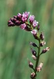 Lysimachia dubia