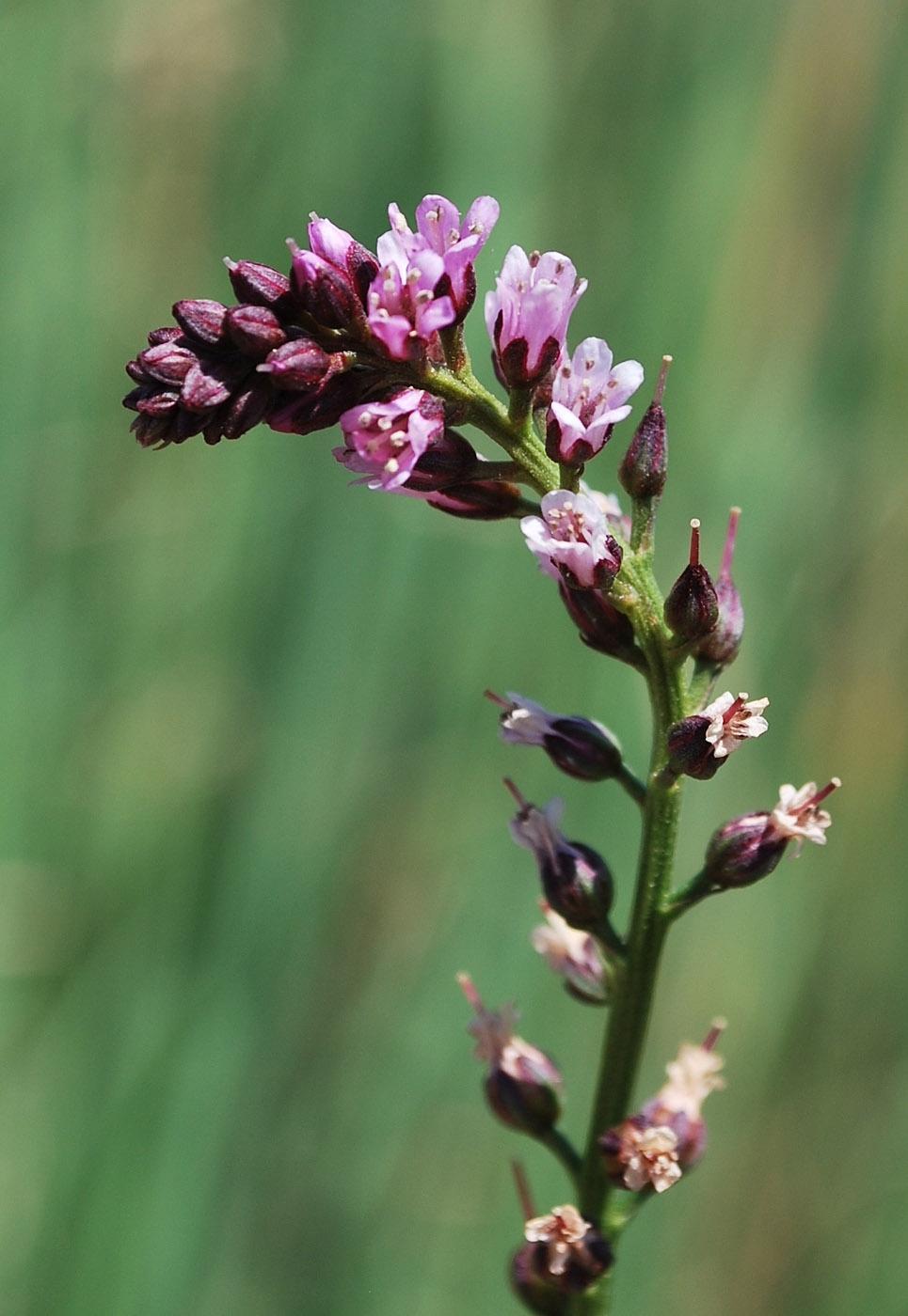 Изображение особи Lysimachia dubia.