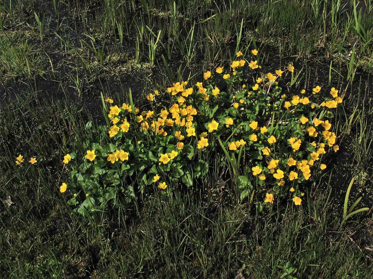 Изображение особи Caltha palustris.