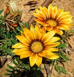Gazania × hybrida