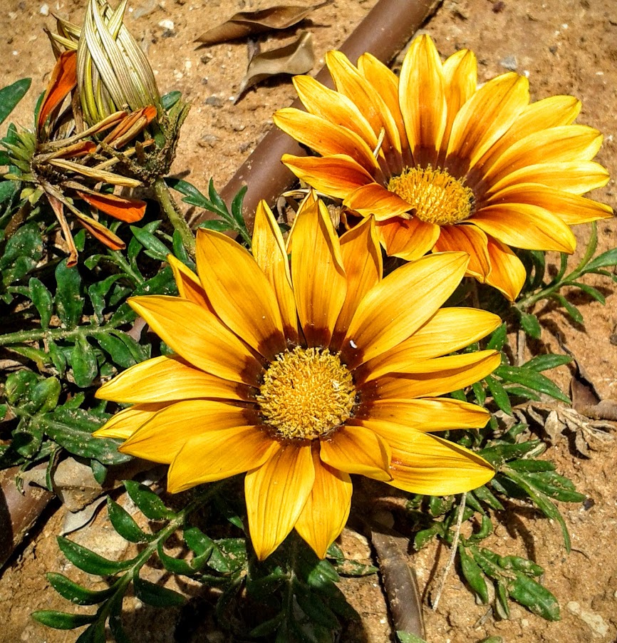 Image of Gazania × hybrida specimen.