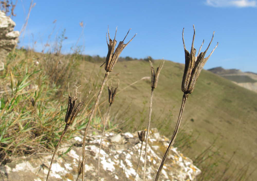 Image of Nigella arvensis specimen.