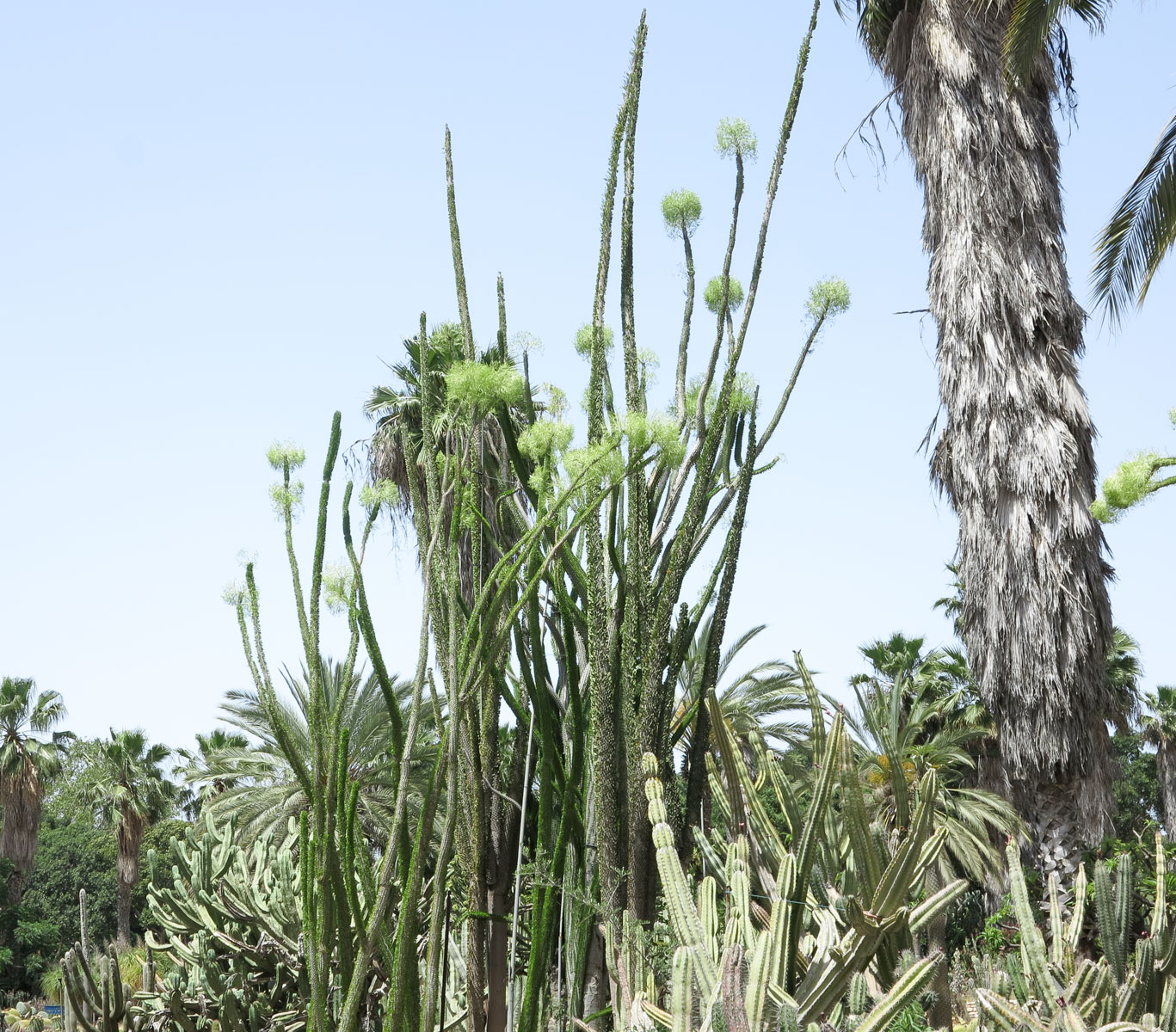 Image of Alluaudia ascendens specimen.