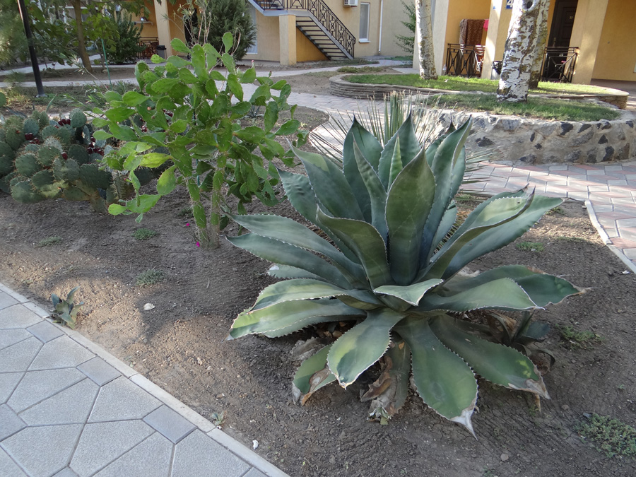 Image of genus Agave specimen.