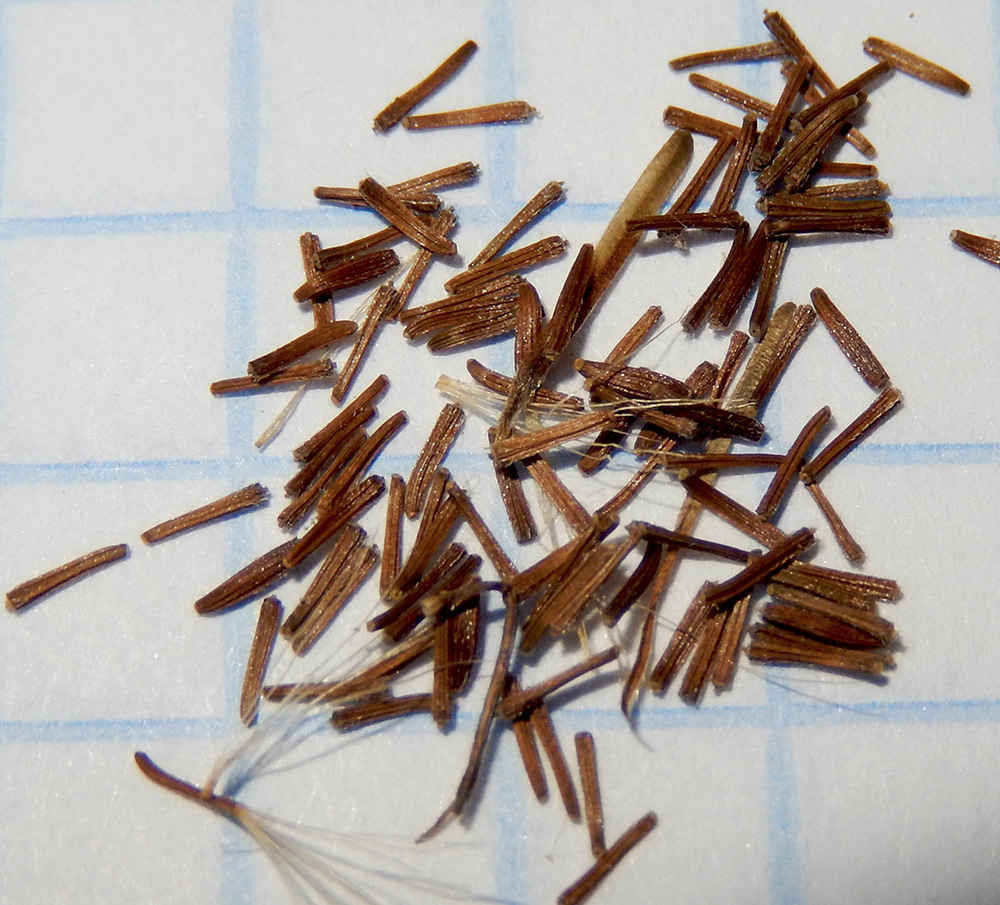 Image of Inula thapsoides specimen.