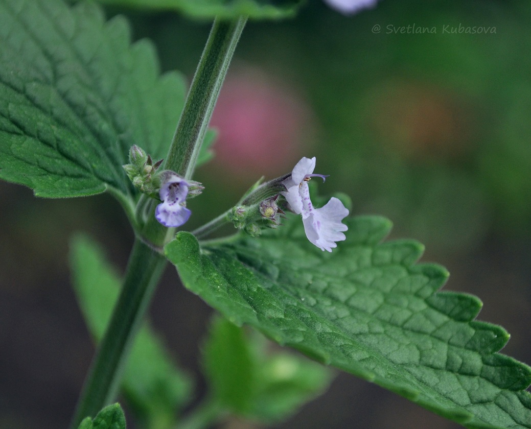 Изображение особи род Nepeta.