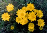 Adonis vernalis. Цветущее растение. Украина, Донецкая обл., Володарский р-н, заповедник \"Каменные Могилы\". Средина апреля 2003 г.