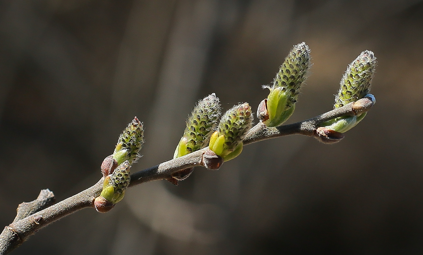 Image of Salix cinerea specimen.