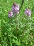 Pedicularis anthemifolia