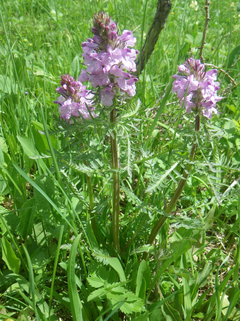 Image of Pedicularis anthemifolia specimen.