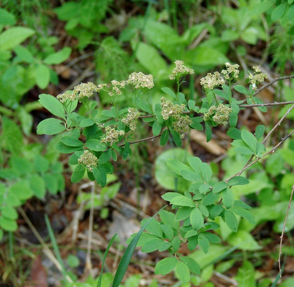 Image of Spiraea media specimen.
