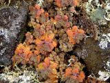 Dracocephalum palmatum. Растение с листьями в осенней окраске среди камней и лишайников. Магаданская обл., Ольский р-н, бассейн р. Омчик, р. Нижний Омчик, каменисто-щебнистая сопка. 22.09.2011.