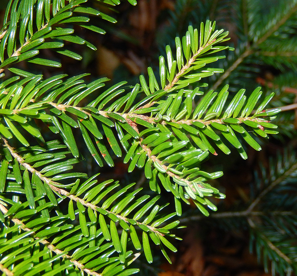 Image of Abies nordmanniana specimen.