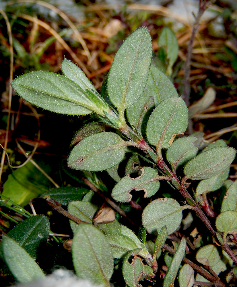 Изображение особи Helianthemum ovatum.