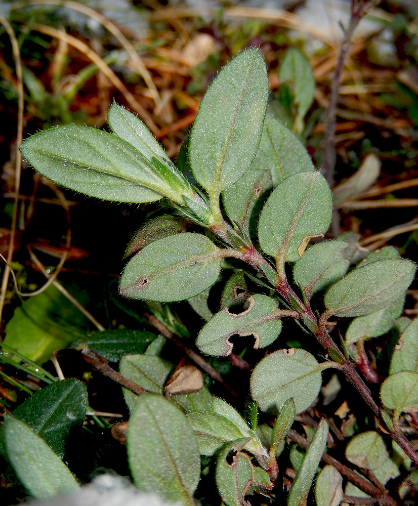 Image of Helianthemum ovatum specimen.
