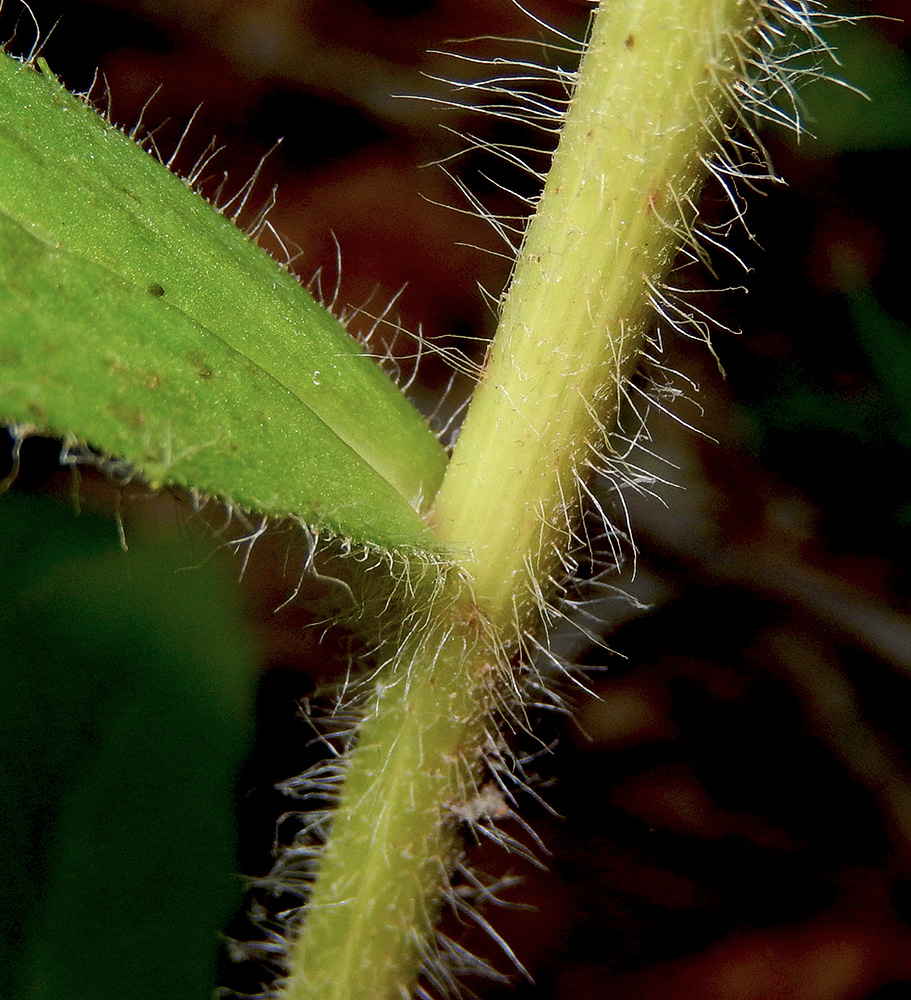 Image of Hieracium scabiosum specimen.