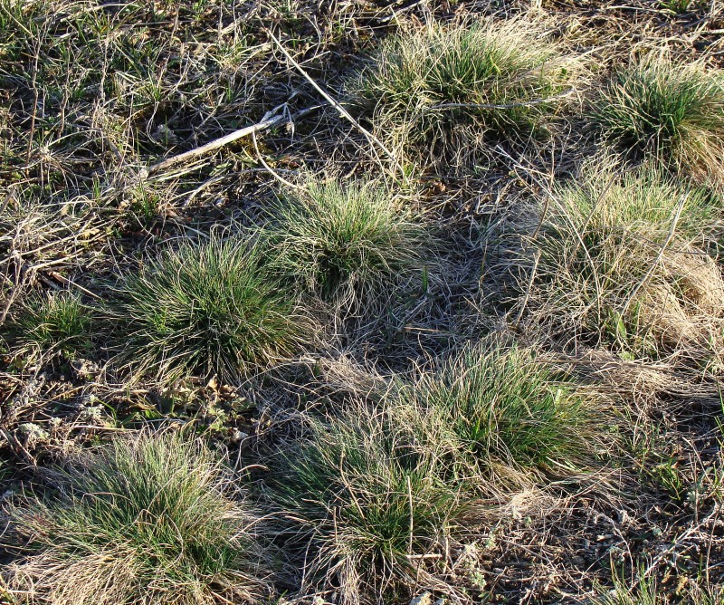 Image of genus Festuca specimen.